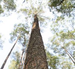 澳洲大花梨(大花序桉)